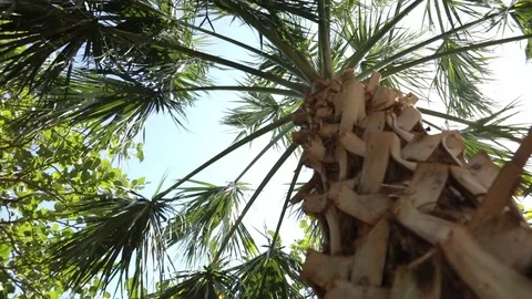 Palm Tree Close with Sun Rays Video stock 83979313