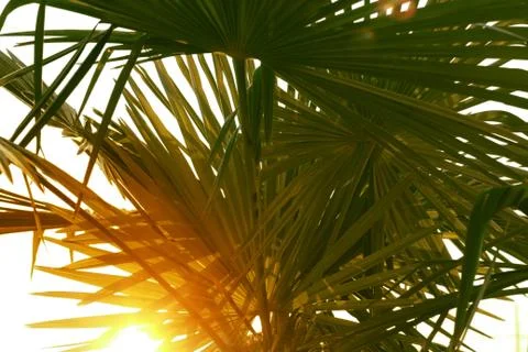 Palm tree close up in the sunlight Stock Photos