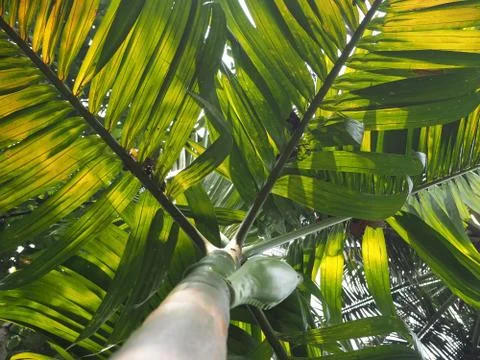 Palm tree, close-up view from below. Beautiful tropical tree with coconuts Stock Photos