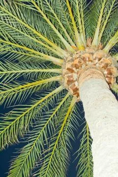 Palm tree closeup Stock Photos