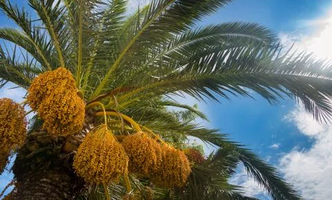 Palm tree closeup Stock Photos