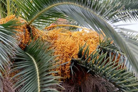 Palm tree closeup Stock Photos