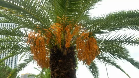 Palm tree closeup with ripening dates growing in urban environment. Stock Footage 312931191