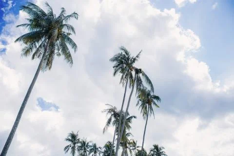 Palm tree on cloud background. Stock Photos