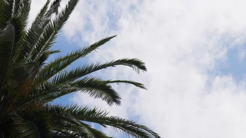 Palm tree with Cloud blowing over the top Видео 321092977