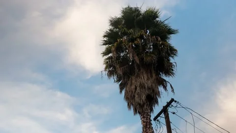 Palm Tree with Cloud Movement, Moving Time Lapse Stock Footage 145460502