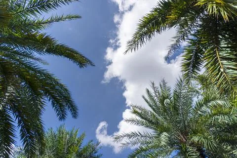 Palm tree with a cloud in the sky Stock Photos