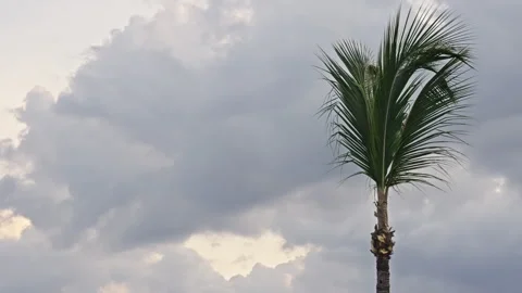 Palm tree with clouds in the background Vidéo 268736828