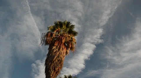 Palm tree with Clouds Stock Footage 25793507