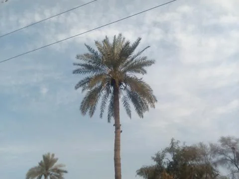 This is palm Tree with clouds on sky 写真素材