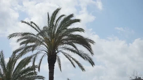Palm tree with clouds - Slow Motion Stock Footage 173767246
