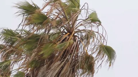 Palm Tree Cloudy Pan Stock Footage 79018041