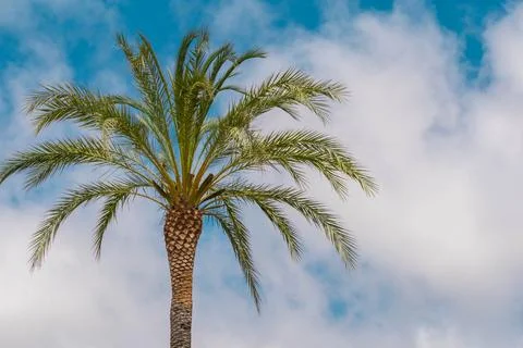Palm tree on cloudy sky background with copy space Stock Photos