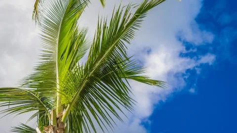 Palm tree in the Cloudy sky Stock Photos