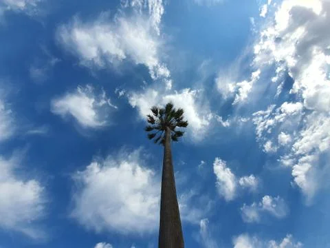 Palm tree in a cloudy sky. Stock Photos