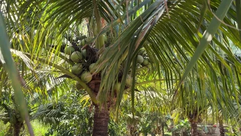 Palm tree with a cluster of green coconuts growing beneath wide leaves Stock Footage 327297787