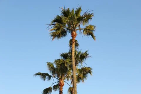 Palm Tree Cluster Stock Photos