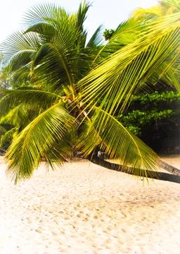 Palm tree on the coast Stock Photos