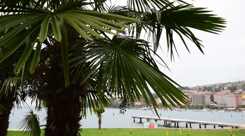 Palm tree on the coastline Stock Footage 60221887