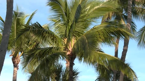 A Palm tree in a coconut grove Stock Footage 143019881