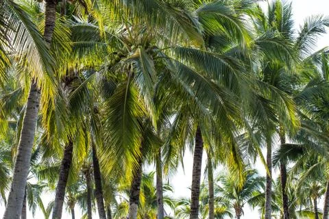 Palm tree with coconut Stock Photos