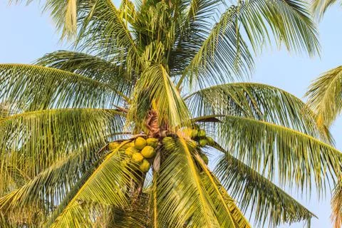 Palm tree with coconut 스톡 사진