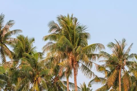 Palm tree with coconut Stock Photos