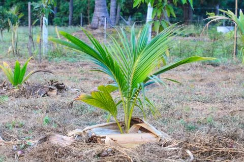 Palm tree with coconut Stock Photos