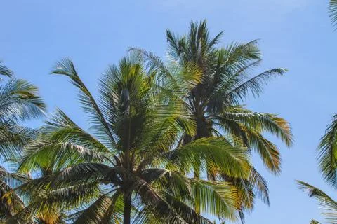 Palm tree with coconut Stock Photos