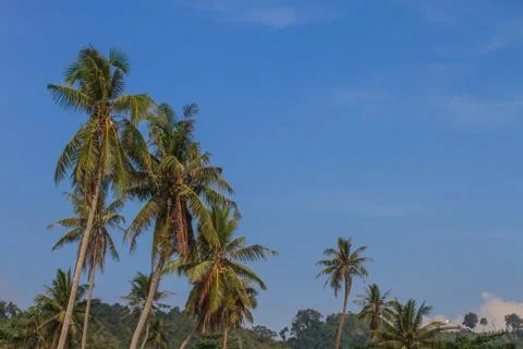 Palm tree with coconut Stock Photos