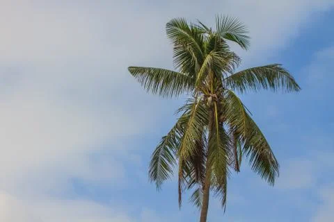 Palm tree with coconut Stock Photos
