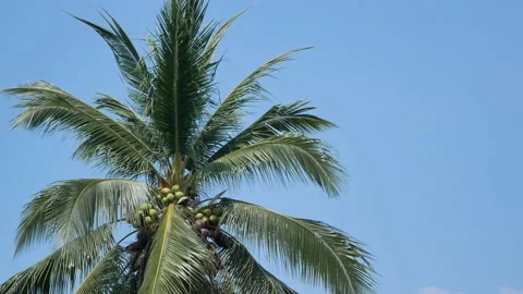 Palm tree  coconut tree with background of clear blue sky 스톡 동영상 130330239