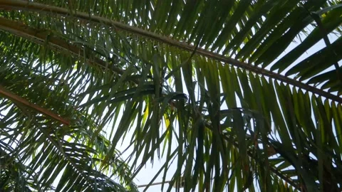Palm tree  coconut tree with background of clear blue sky Stock Footage 130330276