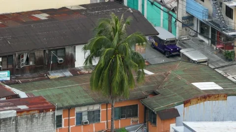 Palm Tree Coconut Tree moves in the wind in the middle of a city. Stock Footage 148010741
