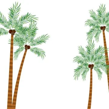 Palm tree with coconut in white background 스톡 일러스트