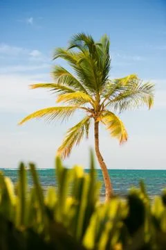 Palm tree with coconuts against the blue sky Stock Photos