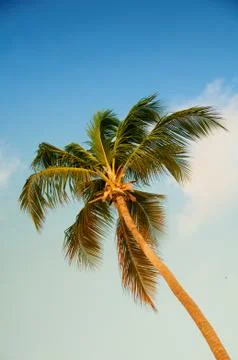 Palm tree with coconuts against the blue sky Stock Photos