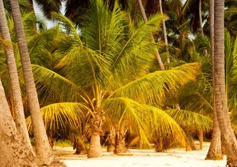 Palm tree with coconuts against the blue sky Stock Photos