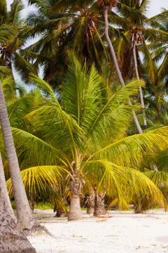Palm tree with coconuts against the blue sky Stock Photos