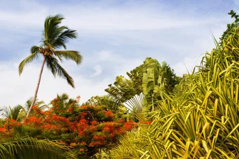 Palm tree with coconuts against the blue sky Stock Photos