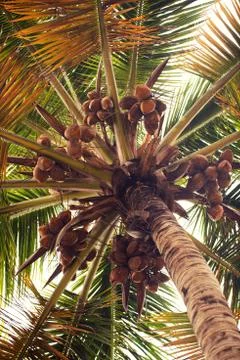 Palm tree with coconuts against the blue sky Stock Photos