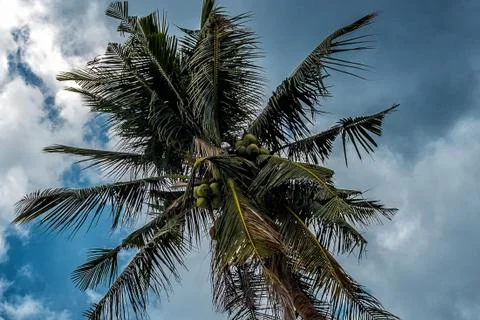 Palm tree with coconuts against the blue sky on a sandy beach in the Philippi Foto stock
