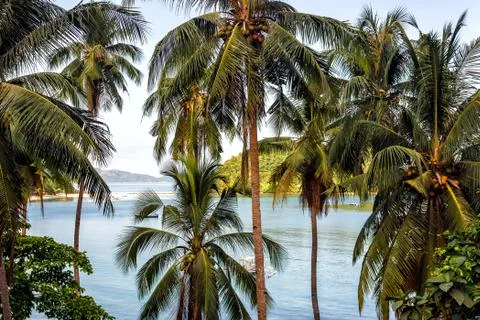 Palm tree with coconuts against the blue sky on a sandy beach in the Philippi Foto stock