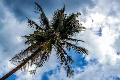 Palm tree with coconuts against the blue sky on a sandy beach in the Philippi Stock Photos
