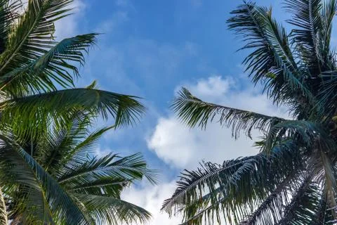 Palm tree with coconuts against the blue sky on a sandy beach in the Philippi Stock-Fotos