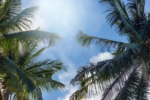 Palm tree with coconuts against the blue sky on a sandy beach in the Philippi Stock Photos