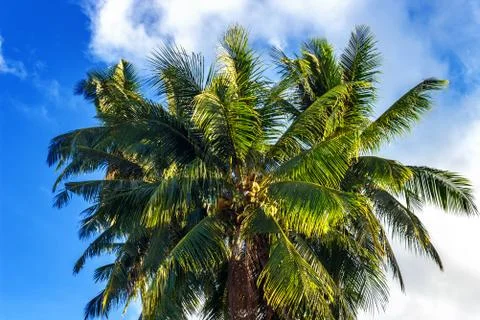 Palm tree with coconuts against the blue sky on a sandy beach in the Philippi Stock Photos