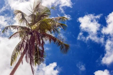 Palm tree with coconuts against the blue sky on a sandy beach in the Philippi Stock Photos