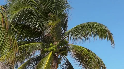 Palm tree with coconuts against the sky Stock Footage 44970985
