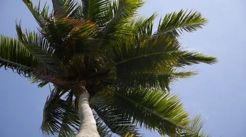 Palm Tree with Coconuts and Blue Sky. Vídeos de archivo 40671802